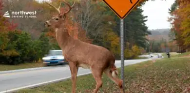 How To Avoid Deer On The Roads