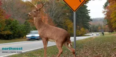 A Deer on the side of a road